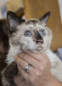 Read more about the article Second-chance cat looks for home in Lyndhurst VA