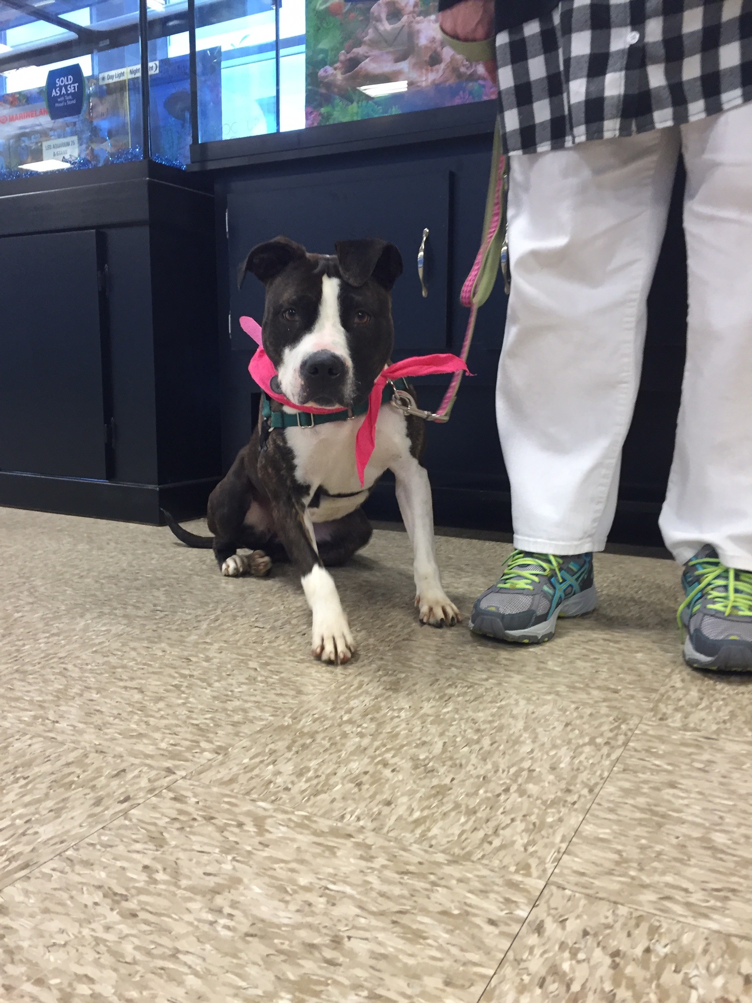 harrisonburgpetsmartevent9 Shenandoah Valley Animal Services Center