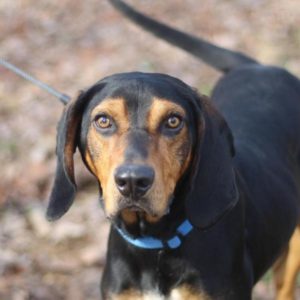 Willie Nelson is a black and tan hound dog available at SVASC
