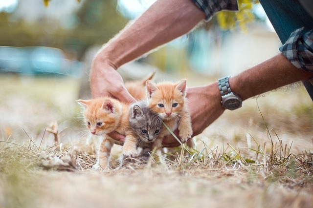 kittens