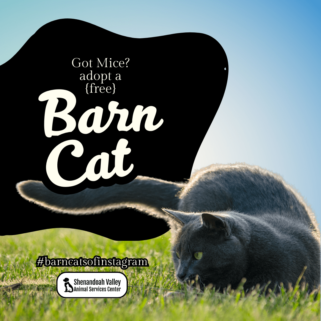 Barn Cat Program