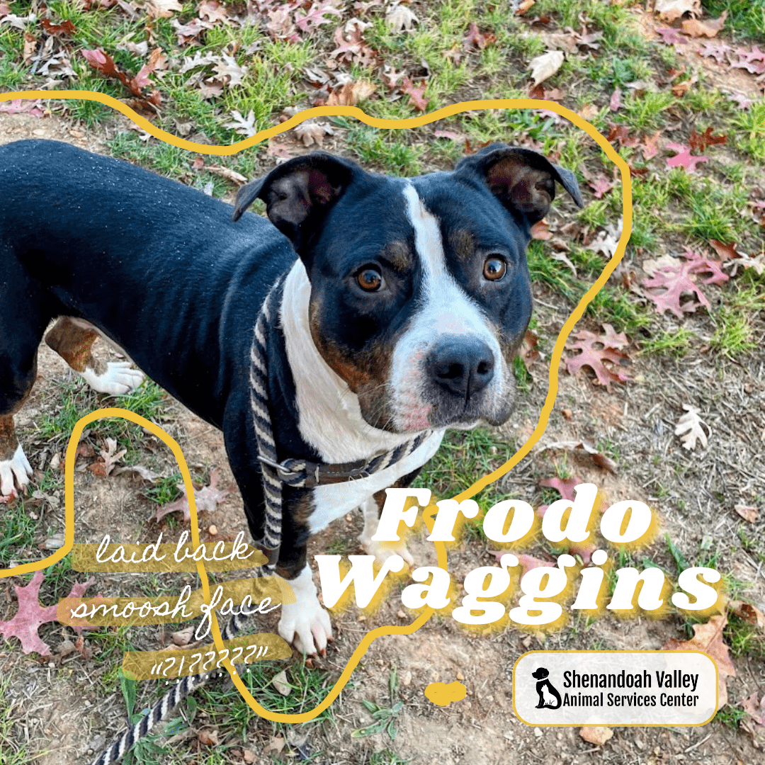 Frodo Waggins