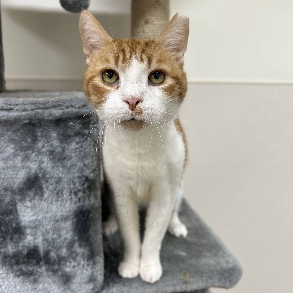 senior orange and white cat named Saeran available for adoption.
