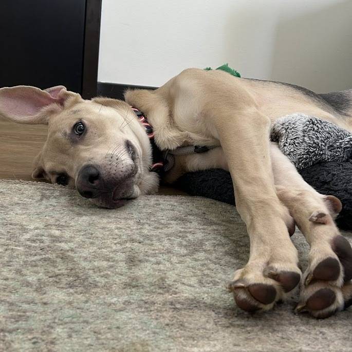 young tan and gray hound mix named Oreo available for adoption.