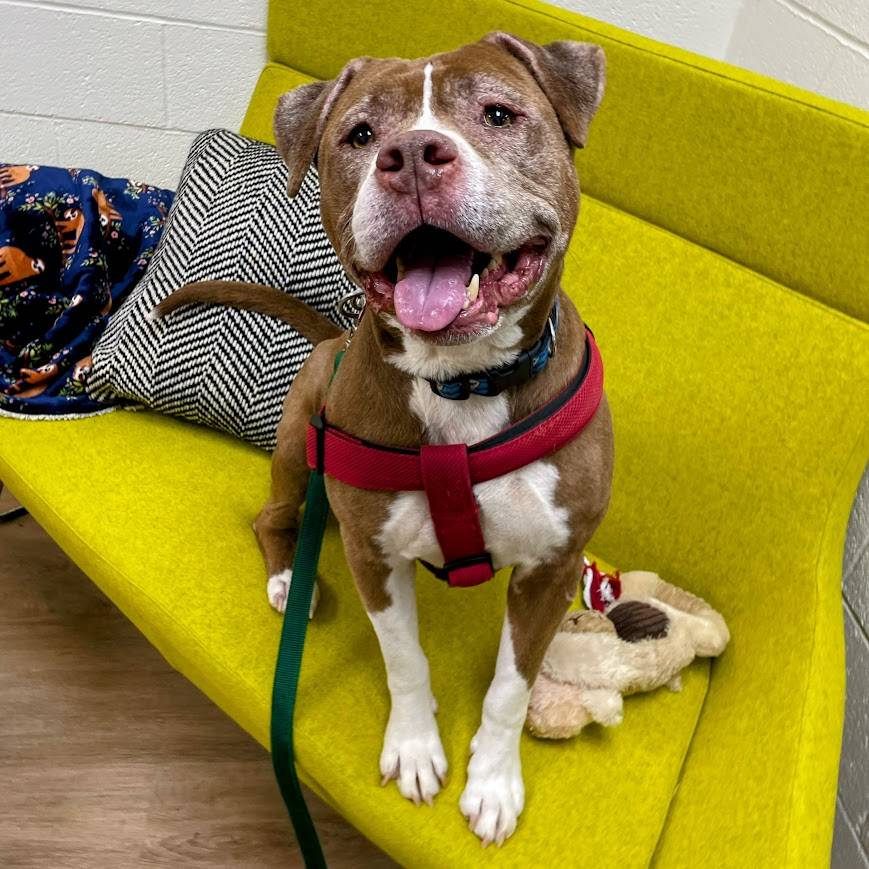 senior brown and white pitbull available for adoption.