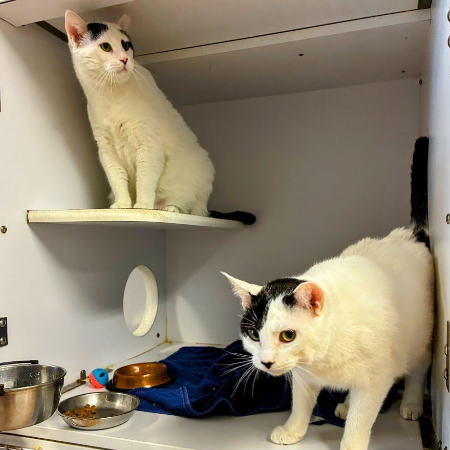 Cowbell & Parsifal - brothers UP FOR ADOPTION!